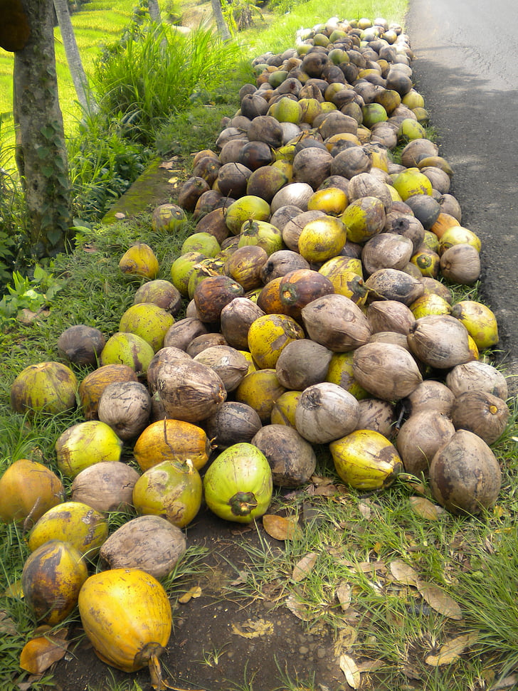 Tropical, kokosnötter, Bali, på marken, frukter