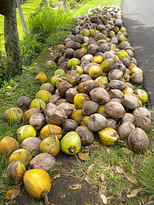 tropical, coconuts, bali, on the ground, fruits