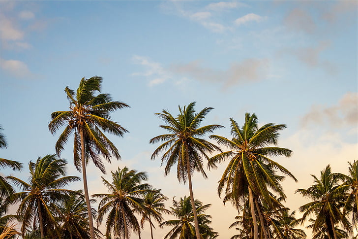 kokosnoot, bomen, hoge, hoek, fotografie, palmbomen, blauw