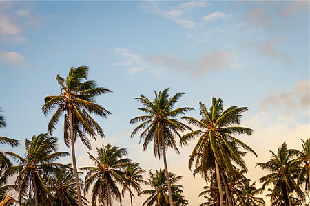 kokos, trær, høy, vinkel, fotografi, palmer, blå