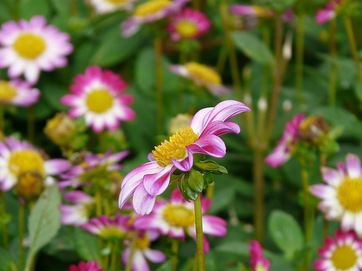 Dahlia garden, Pink, hvid, gul, blomst, Blossom, Bloom