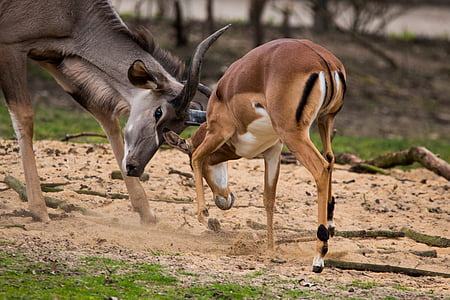 големи kudu, антилопа, Африка, Kudu, еленов рог, африкански, Савана