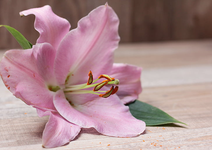 Lily, Hoa, Blossom, nở hoa, thực vật, màu hồng, màu tím