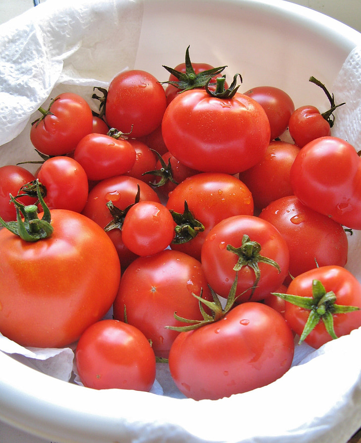 tomates, alimentaire, moisson, rouge, jardin, jardinage, cuisine