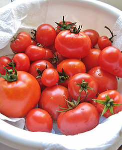 西红柿, 食品, 收获, 红色, 花园, 园艺, 烹饪