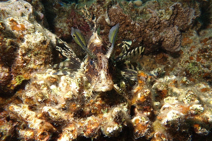 underwater, lionfish, red sea
