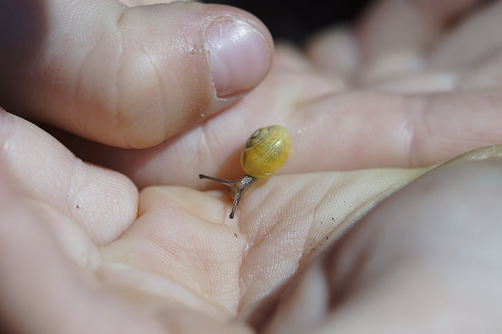 crawling snails, steinig, yellow, shell, slowly, mollusk, nature