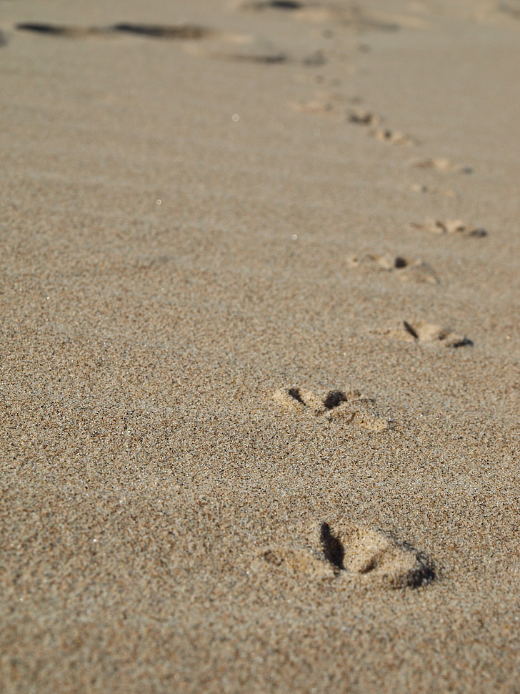 beach, footprints, sand, seagull, sea, footprint, nature
