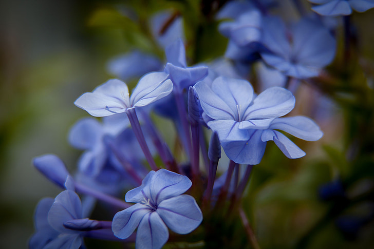 Plumbago, Hoa, nở hoa