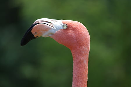 Flamingo, tropis, warna, merah muda, burung, alam, flamingo merah muda