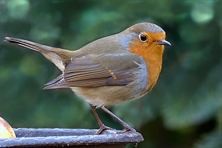pták, Robin, Červenka obecná, zahrada, smývání, jedno zvíře, zvířecí motivy