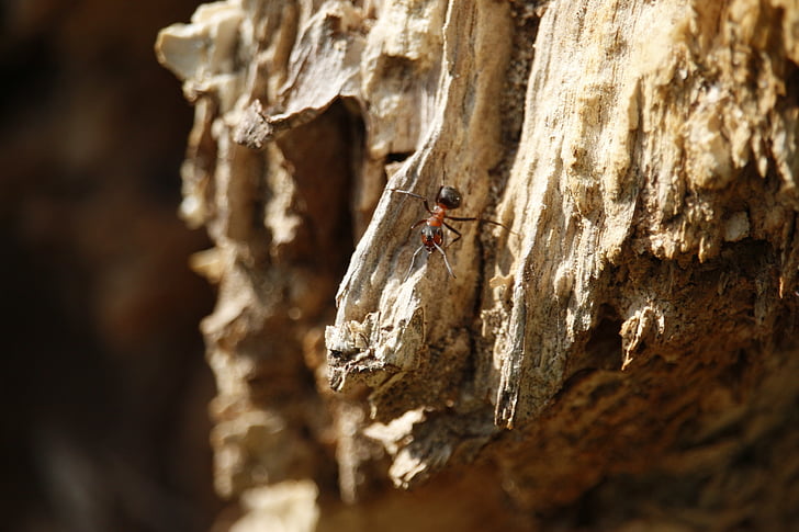 μυρμήγκι, μακροεντολή, έντομο, Σπηλιά του Νταβέλη, κόκκινο μυρμήγκι, ζώο, Κλείστε