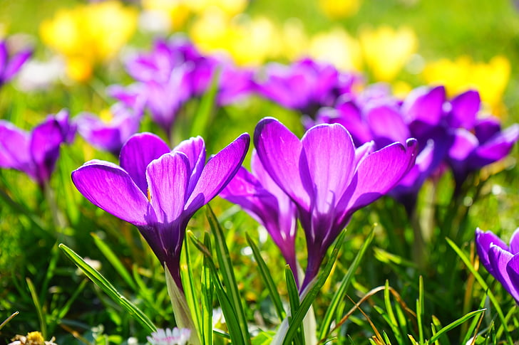 floración, flor, Crocus, flores, pétalos de, púrpura, primavera