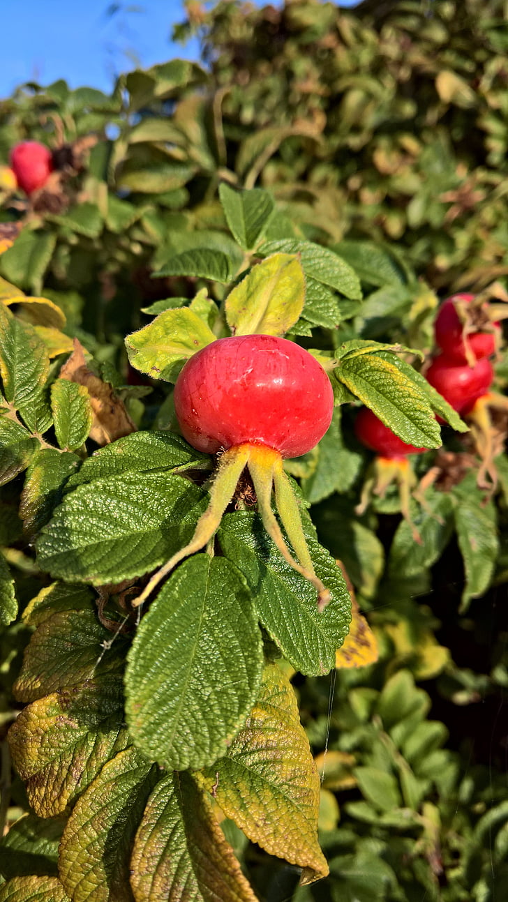 natur, anlegget, Apple rose, Rose hip, rosa ragusa, røde frukter, vokser best i jordsmonnet