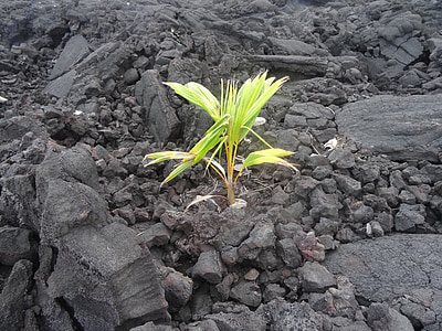 új kezdet, láva, természet, növény, vulkáni, nő, Palm