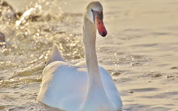 Swan, vody, Bodamské jazero, svet zvierat, jazero, vták, pierko