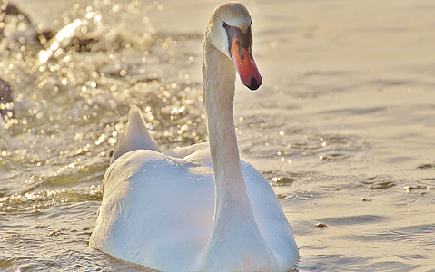 swan, water, lake constance, animal world, lake, bird, feather