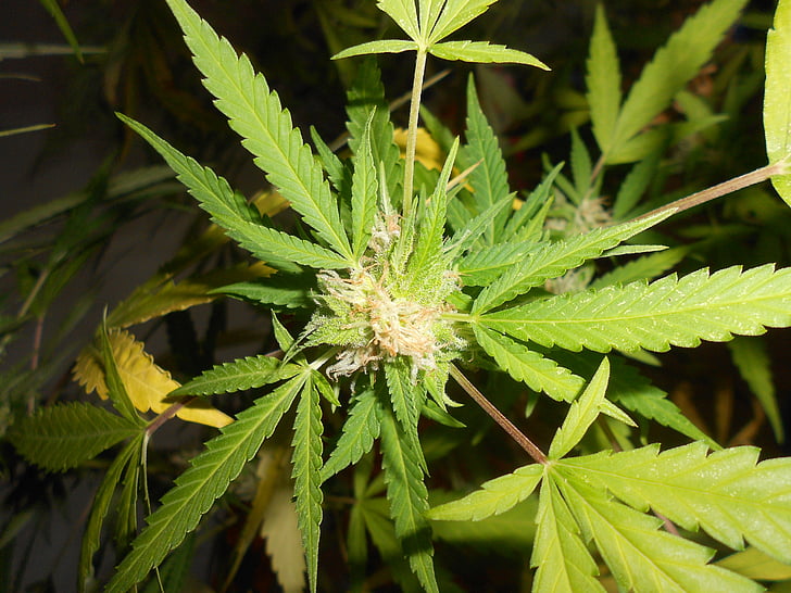 marihuána, gyom, növény