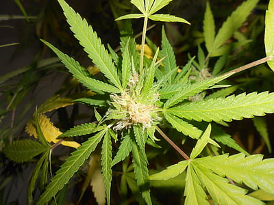 marihuanos, piktžolių, augalų