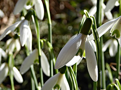 snowdrop, spring, garden, flowers, petals, white flowers, february
