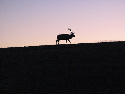 elk, mountain, mountain meadow, sunset, sillhouette, animal, wildlife