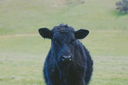 črna, tele, živali, govedo, prosto živeče živali, zelena, trava