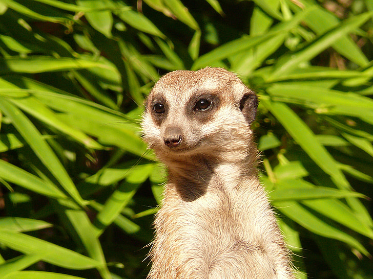 meerkat, nager, nature, attention, watch, guard, view