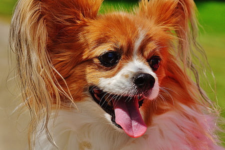 hunden, Chihuahua, søt, liten hund, kjæledyr, hårete, pels