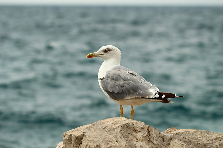 mar, Seagull, Gaviota en el mar, seevogel, pájaro, animal, agua