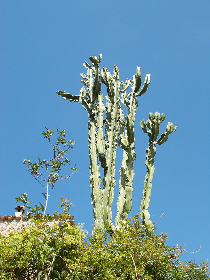 Cactus, pianta, fico d'India, Euphorbia ingens, euforbie albero, Euphorbia, albero di candelabri
