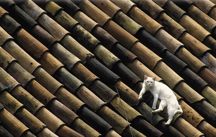 pisica, alb, acoperiş, placi de fatuire, lenevind în jurul, Relaxaţi-vă, scanare kb dia