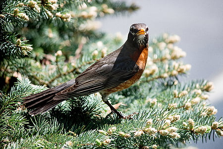 robin, bird, wildlife, nature, wild, branch, tree