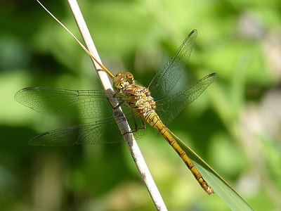 Dragonfly, dragonfly galben, cordulegaster boltonii, Filiala, mediul acvatic