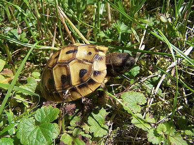 tortoise, baby turtle, greek tortoise, panzer, armored, reptile, turtle