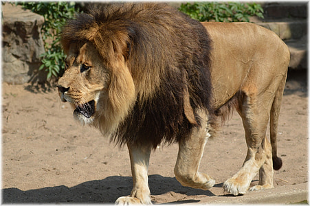 Leão, Rei, predador, gato grande, gato, felino, animal