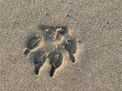 voetafdruk, paw, dier, zand, zee