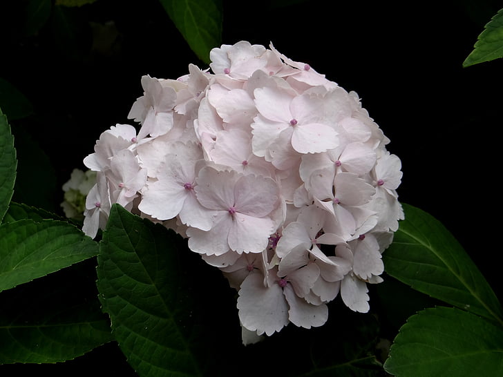 hydrangea, flower, light pink, blossom, botanical