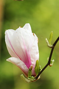 Magnolia, õis, Bloom, kevadel, roosa, lill puu, Õitsev puu