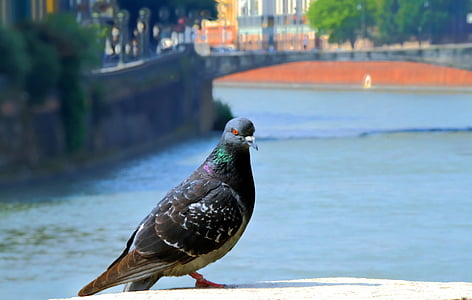 pigeon, water, river, feather, dove, portrait