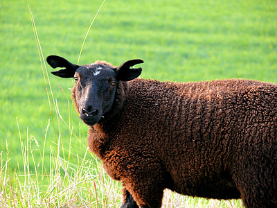 animals, sheep, nature, meadow, green, grass, countryside