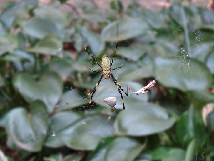 Spider, Web, Metsä