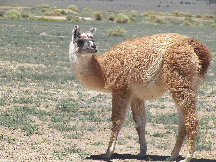 Lama, animal, Pérou, fourrure