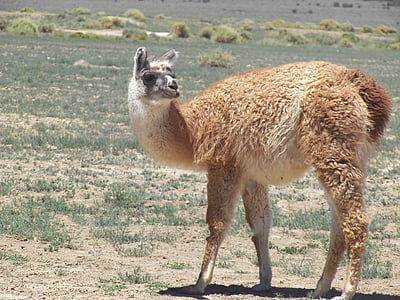 Lama, zvíře, Peru, kožešina