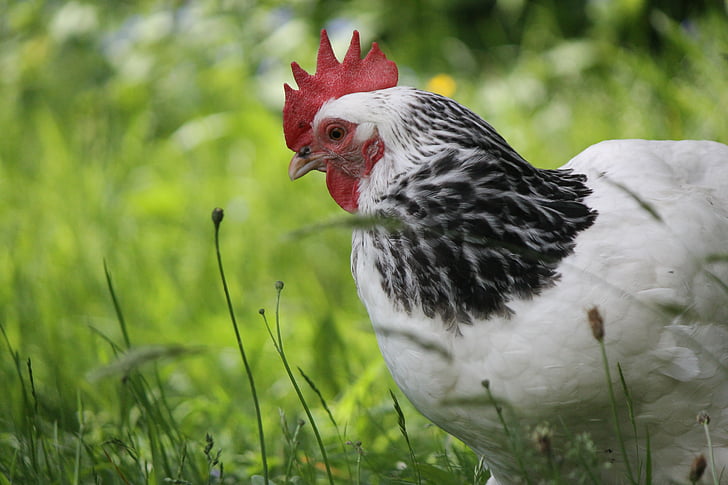 chicken, hen, pet, white, feather, bird, poultry