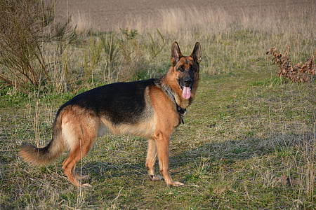 almind, Dinamarca, cão, pastor alemão, animais de estimação, animal, cão de raça pura