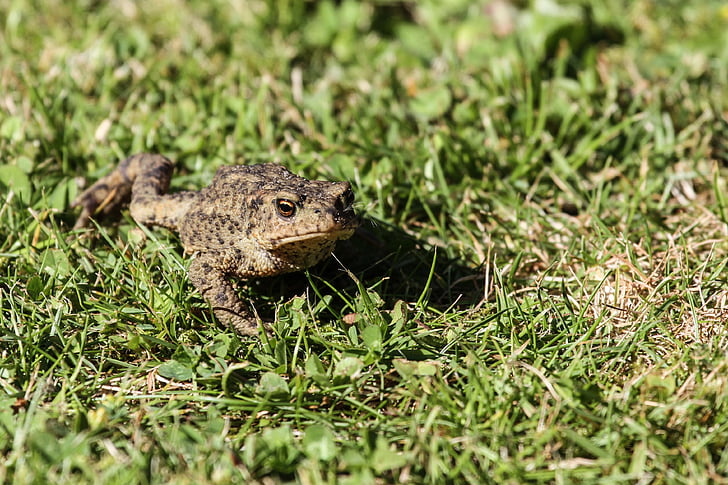 common toad, toad, frog, amphibian, animal, real toad