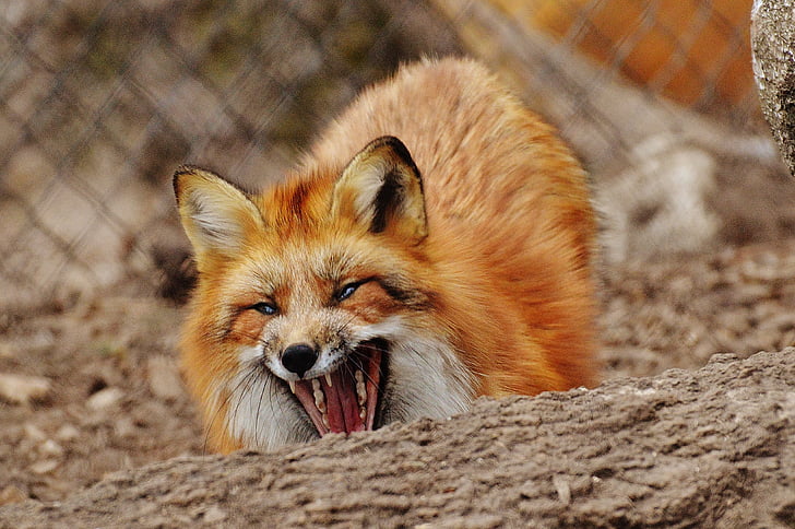 Fuchs, Wildpark: poing, looma, eluslooduse fotograafia, loodus, loomade maailm, loomade portree