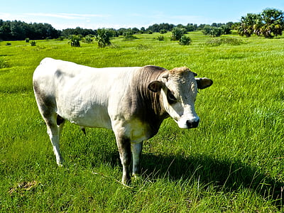 bull, pasture, grass, grazing, cattle, cow, livestock