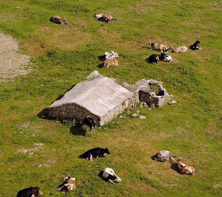 lehm, Prato, mägi, karjamaa, loomade, roheline, mis asub