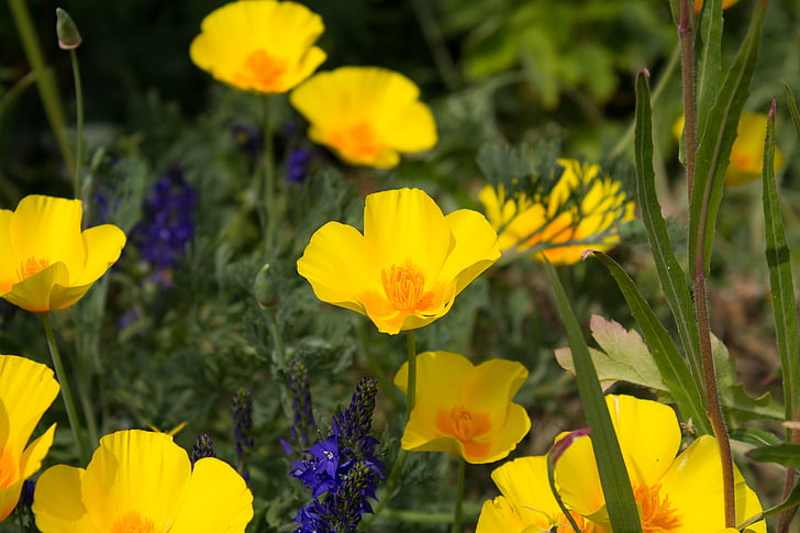 flowers, nature